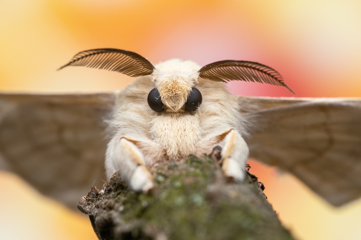 Bombyx moriup