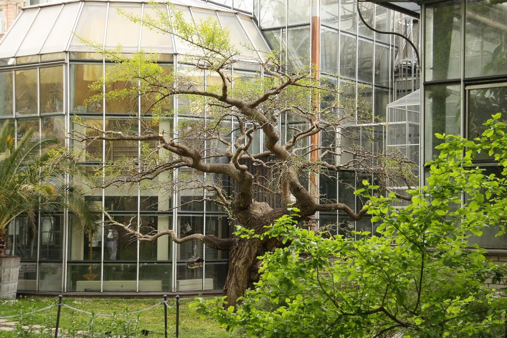 Jinan dvoulaločný pragensis u vchodu do skleníku má tajemnou historii. Pravděpodobně byl dříve pěstovaný ve velké nádobě jako obří bonsaj