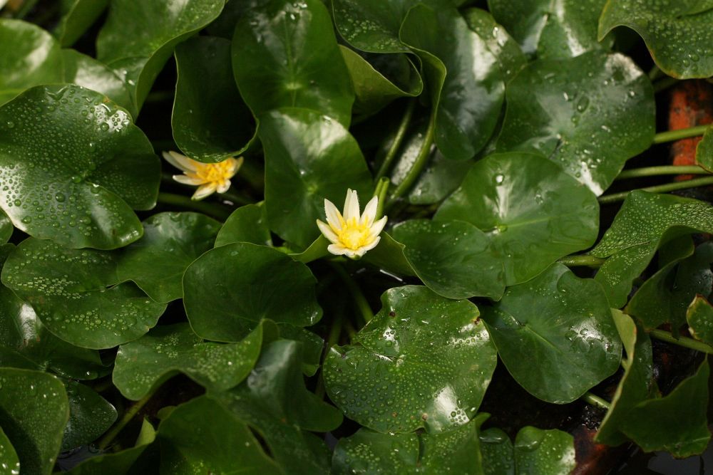 Leknín nejmenší (Nymphaea thermarum) pochází z Rwandy. Dnes už je ale k vidění jen v botanických zahradách