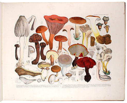 NFN 97 version1 krombholz julius vincenz von 3