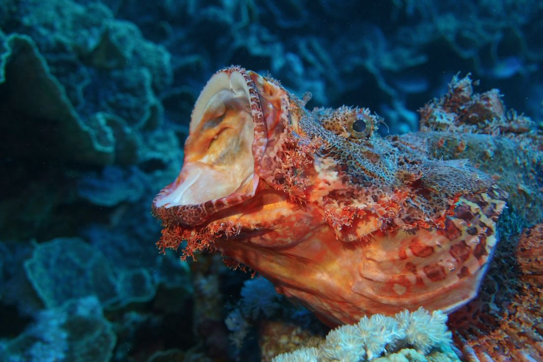 Tlama masožravé ropušnice při lovu. Fotka získala první cenu v soutěži Sealife