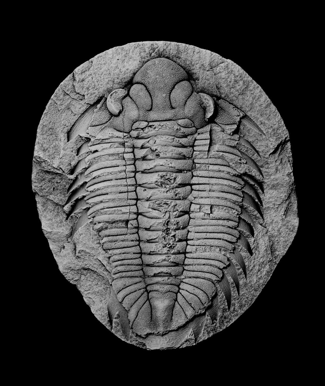 trilobit