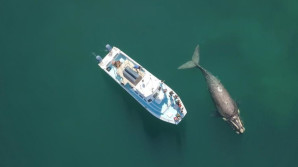 Velryby jižní v ohrožení. Může za to též mizející kril