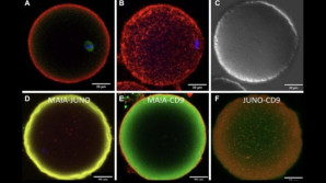 Protein MAIA hraje klíčovou roli při vzniku života