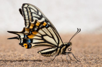 _motyl1_full_original