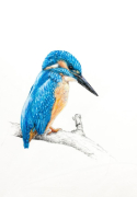 _alcedo_atthis_full_original