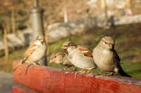 nalavici_vd_original