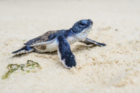 00-turtle_original