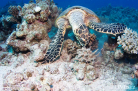 15844055_10206036059419014_7026322107890177787_o_original