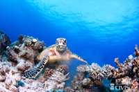 15844134_10206036050978803_1693059100584753233_o_original