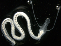 WH404_290_4_idiacanthus_larva_original