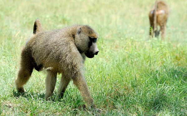 Zjištění českých ekologů mohou pomoci při předvídání globálních změn