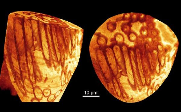 Nejmodernější technologie umožnila prozkoumat nitro obřích fosilních spermií